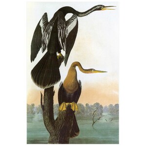 Könnte beinhalten: Zwei Anhinga-Vögel sitzen auf einem Ast, einer mit ausgebreiteten Flügeln und der andere mit ausgestrecktem Hals. Die Vögel sind schwarz mit weißen Markierungen und haben lange, dünne Hälse. Der Hintergrund ist ein verschwommenes Bild eines Sees oder Teichs.