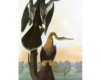 John J Audubon, Black-Bellied Darter FRIDGE MAGNET, Birds of America Mini Gift Refrigerator Magnet