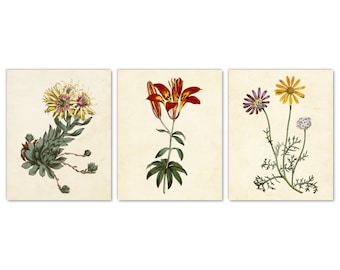 Garden Flowers Wall Art Set of 3 Prints 5x7, Sempervivum Succulent Houseleeks Wood Lily Philadelphia Lily Chamomile Arctotis