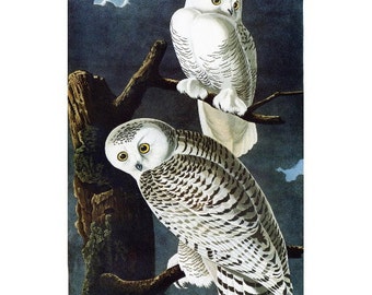 John J Audubon, Snowy Owl FRIDGE MAGNET, Birds of America Repro Scavengers Prey Mini Gift Refrigerator