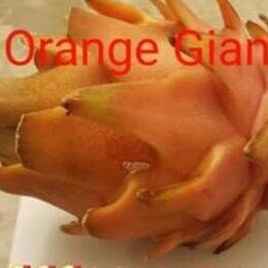 Orange Giant Dragon Fruit Cutting 6-inch