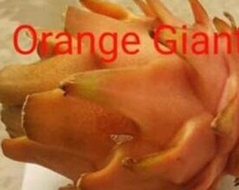 Orange Giant Dragon Fruit Cutting 12-inch
