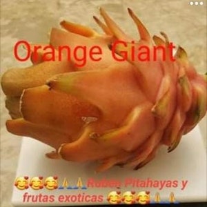 Orange Giant Dragon Fruit Rooted 12-inch