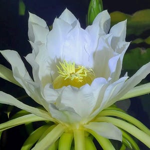 May include: A detailed image of a white dragon fruit flower, showcasing its intricate structure. The flower's petals are layered and ruffled, with a bright yellow center containing yellow stamens. The background is dark, highlighting the flower's delicate features.