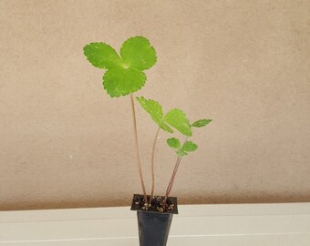 Ashitaba Plant 1 Plug (Aka Tomorrow's Leaf)-Organic