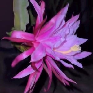 May include: A close-up of a vibrant pink and purple flower with delicate petals. The flower has a star-like shape with a yellow center. The image is set against a dark background, highlighting the flower's bright colours and intricate details.