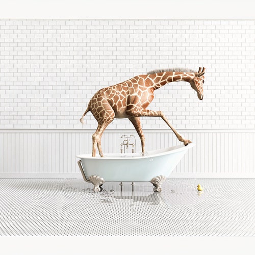 Animals in Bathtub Prints Bathroom Wall Art by the Crown - Etsy
