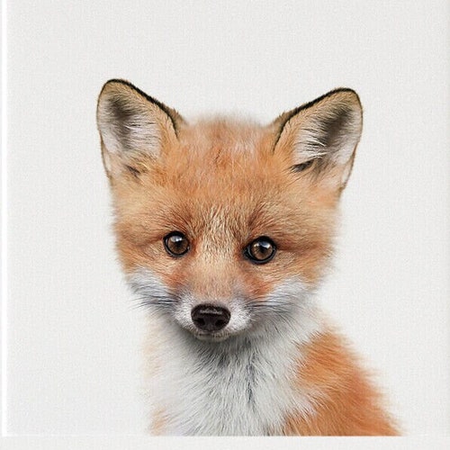 Baby Animal Prints Fox PRINTABLE Art Nursery Decor Animal - Etsy Baby Animal Prints Fox PRINTABLE Art Nursery Decor Animal - Etsy