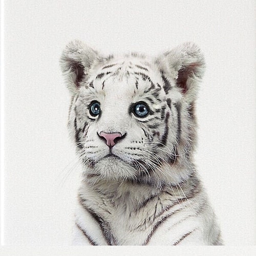 Wild Animal Prints White Tiger PRINTABLE ART Jungle Animals - Etsy Wild Animal Prints White Tiger PRINTABLE ART Jungle Animals - Etsy