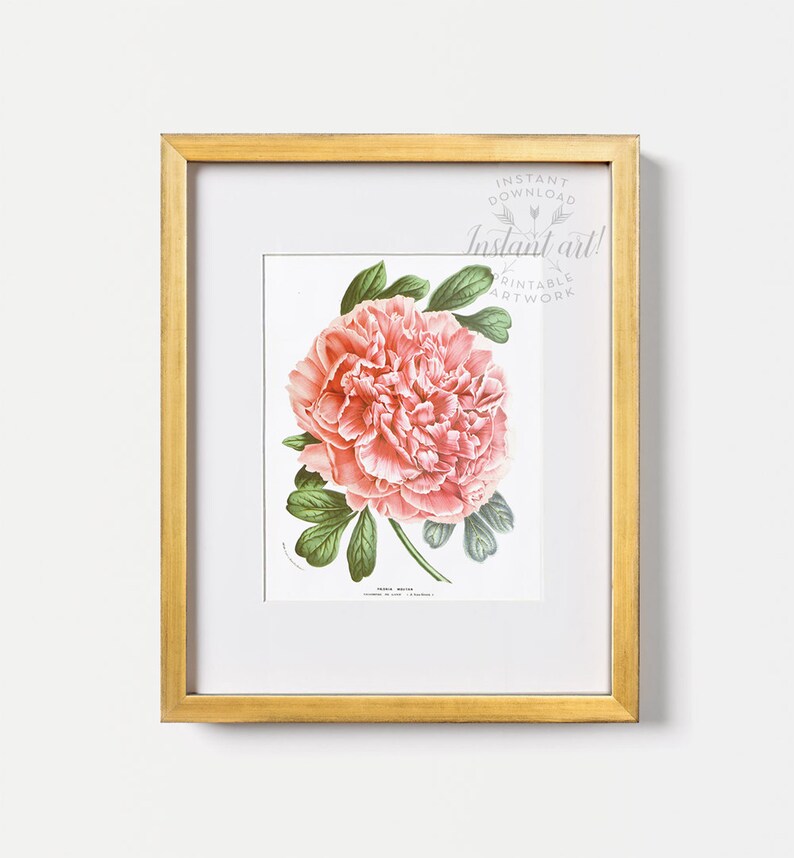 Peony print PRINTABLE art instant download,nature print,vintage art,pink flower print,flower art,vintage print,flower illustration art image 3