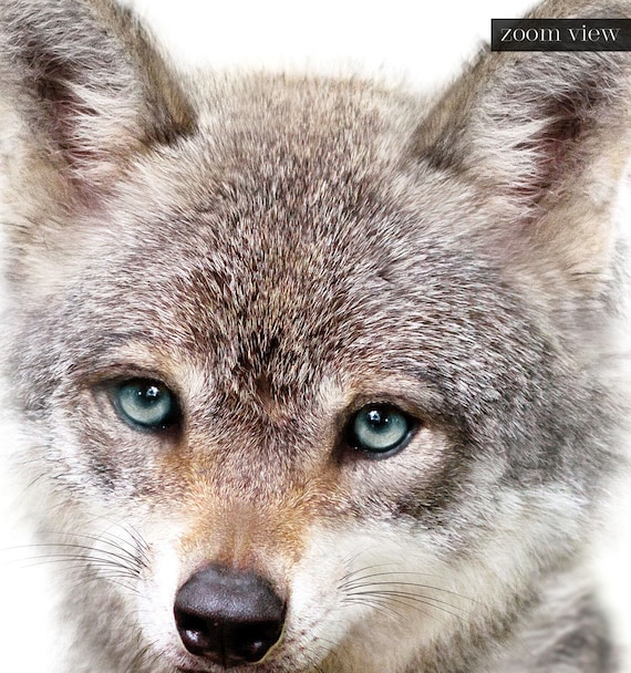 Baby Wolf Animal
