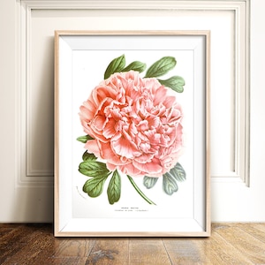 Peony print PRINTABLE art instant download,nature print,vintage art,pink flower print,flower art,vintage print,flower illustration art image 1