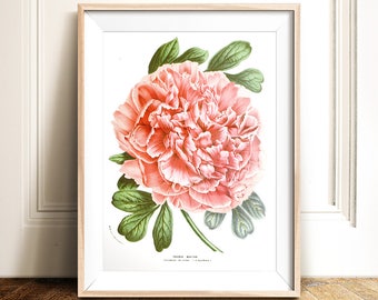 Peonia stampa PRINTABLE art download istantaneo, stampa natura, arte vintage, stampa fiore rosa, arte floreale, stampa vintage, arte illustrazione fiore