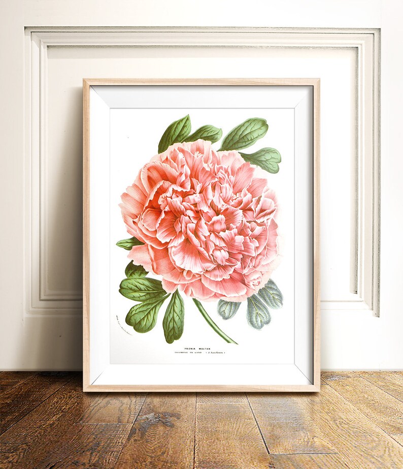 Peony print PRINTABLE art instant download,nature print,vintage art,pink flower print,flower art,vintage print,flower illustration art image 1