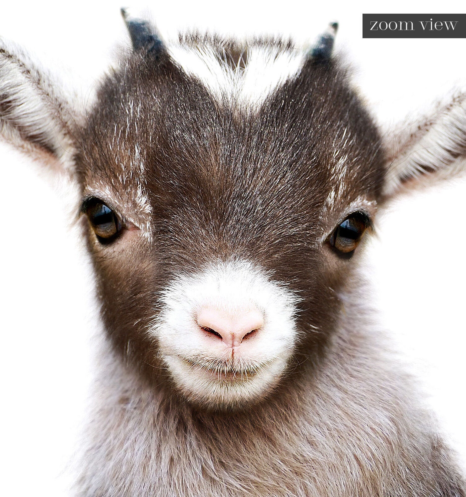 Nursery Wall Art Baby Goat PRINTABLE ART Farm Animal Prints Etsy