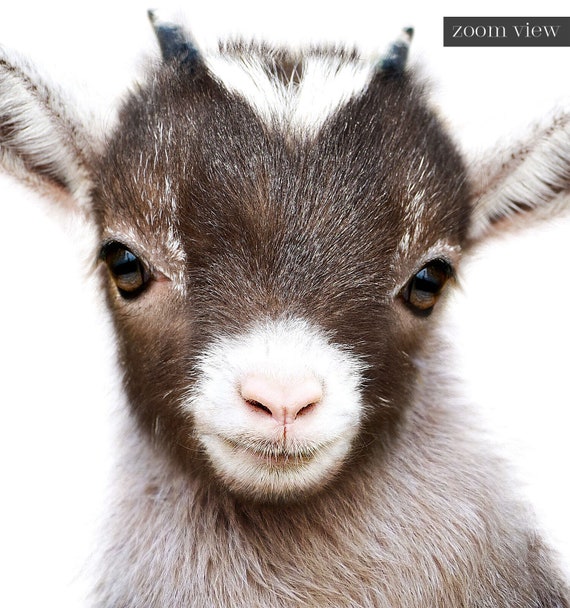 Nursery Wall Art Baby Goat PRINTABLE ART Farm Animal Prints - Etsy