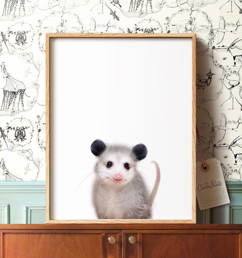 Baby animal prints Opossum print PRINTABLE art Animal | Etsy