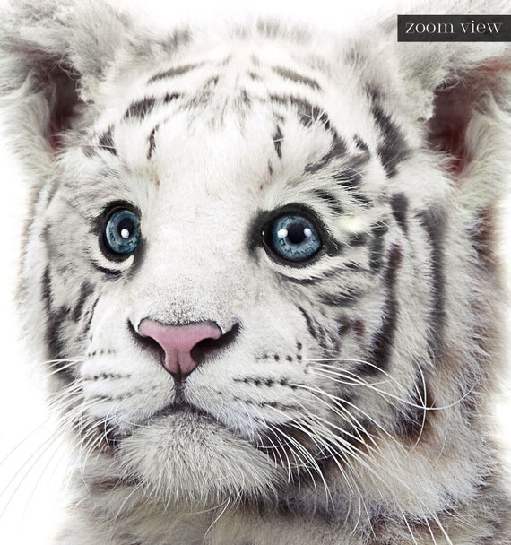 Wild Animal Prints White Tiger PRINTABLE ART Jungle Animals -  Hong Kong