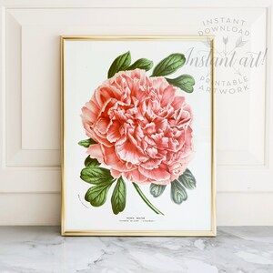 Peony print PRINTABLE art instant download,nature print,vintage art,pink flower print,flower art,vintage print,flower illustration art image 4