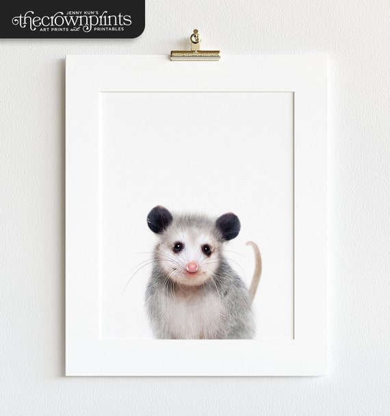 Baby Animal Prints Opossum Print Printable Art Animal Etsy