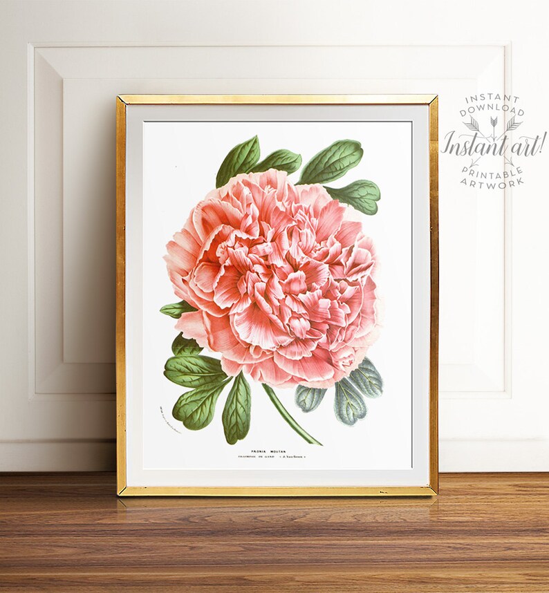 Peony print PRINTABLE art instant download,nature print,vintage art,pink flower print,flower art,vintage print,flower illustration art image 2