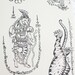 Temporary Body Art Thai Tattoos Stickers, Ganesha, Tiger, Lion, Hanuman, Yantra, and Thai Letters Tattoo