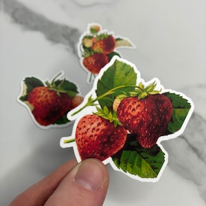 Strawberry cat Sticker - Stickers - Cute - Decal cut