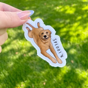 Splootin’ Golden Retriever Sticker, Waterproof Vinyl Dog Sticker