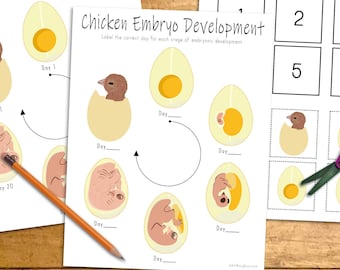 Attività di sviluppo dell'embrione di pollo, stampabile educativo per bambini, attività primaverile, lezione sull'uovo di gallina, insegnamento scolastico a domicilio