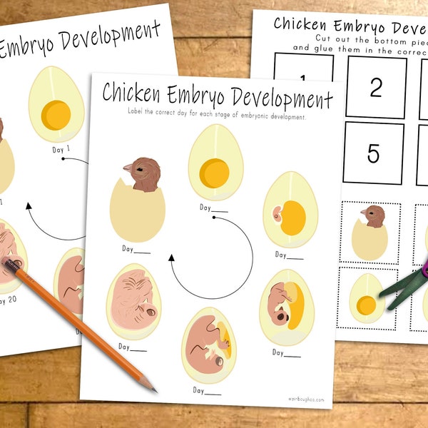 Actividades de desarrollo de embriones de pollo, imprimible educativo para niños, actividad de primavera, lección de huevo de gallina, enseñanza en el hogar