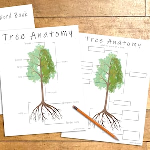 Tree Anatomy Printable Activity, Tree Parts Labeling, Arbor Day Activity for Kids, Science Lesson, Earth Day Tree Study, Homeschool Learning