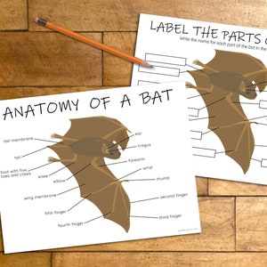 Bat Anatomy Printable Activity, Bat Parts Labeling, Educational Activity for Kids, Science Lesson, Bat Study, Homeschool Learning