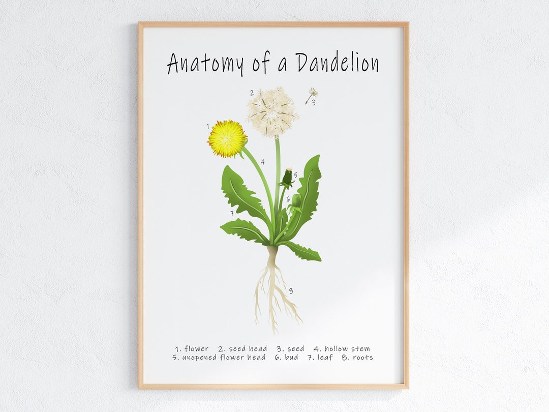 Anatomy of a Dandelion Printable Poster Educational Nature - Etsy