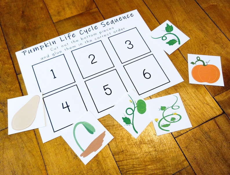 Pumpkin Life Cycle Flash Cards Printable Sequence Activity Etsy