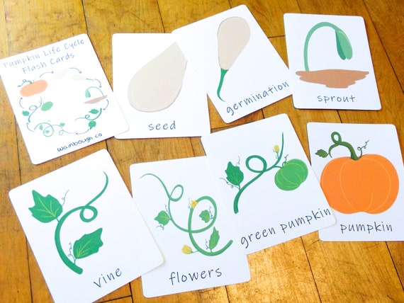Pumpkin Life Cycle Flash Cards Printable Sequence Activity