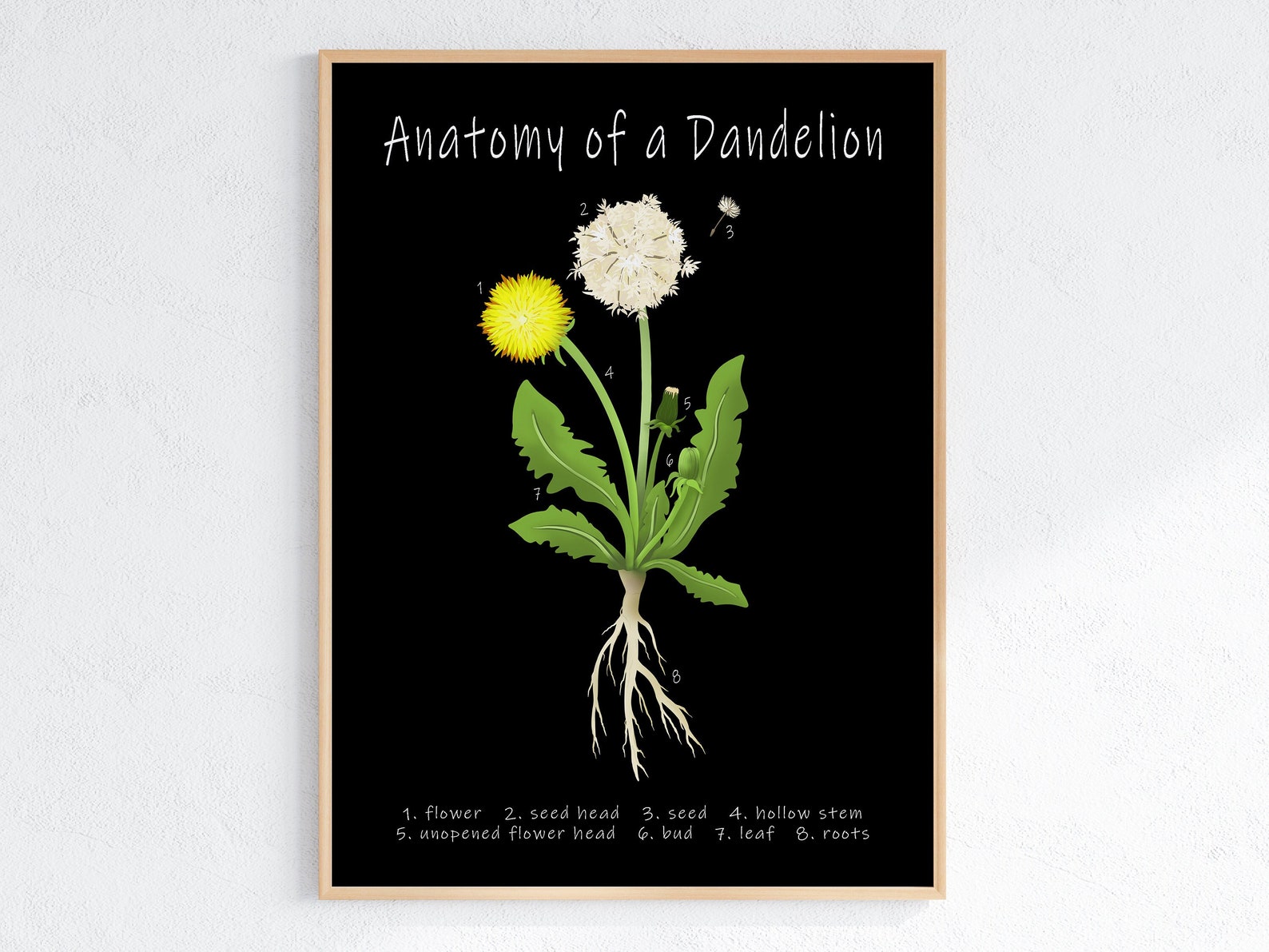 Anatomy of a Dandelion Printable Poster Educational Nature - Etsy India