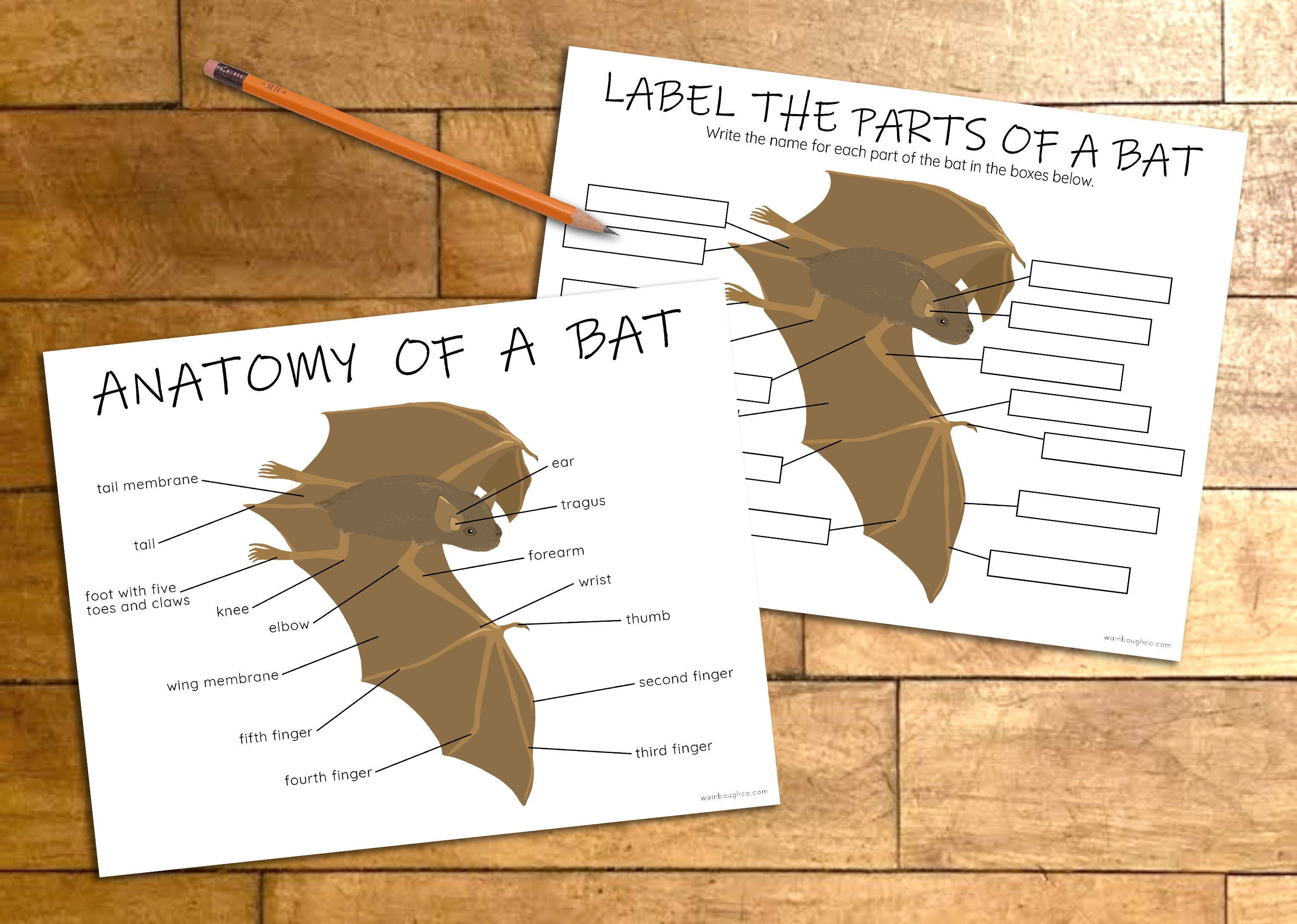 Bat Anatomy Printable Activity Bat Parts Labeling Etsy