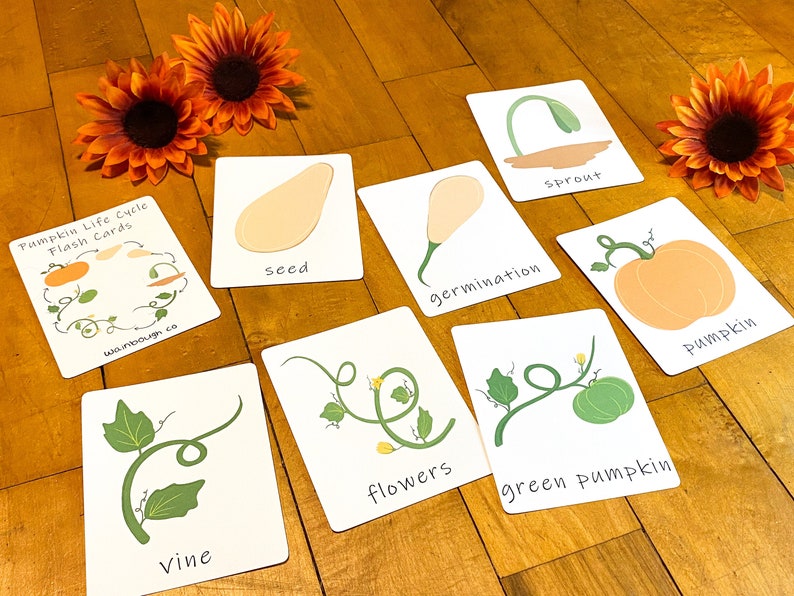 pumpkin-life-cycle-flash-cards-printable-sequence-activity-etsy