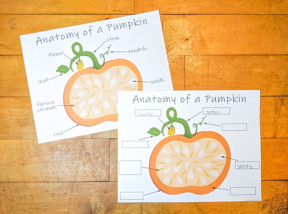 Pumpkin Anatomy Labeling Printable Pumpkin Activity
