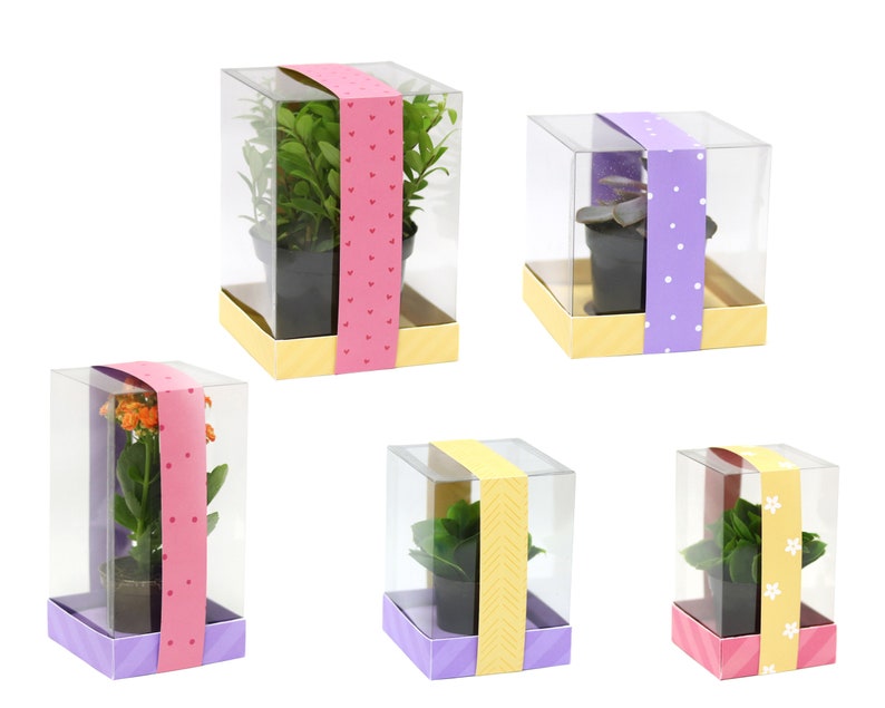 Clear Boxes for Mini Vases 3D papercrafts plants mother projects cutting files for silhouette cricut work scrap svg Nilmara Quintela image 3