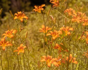 Orange wild flowers in country