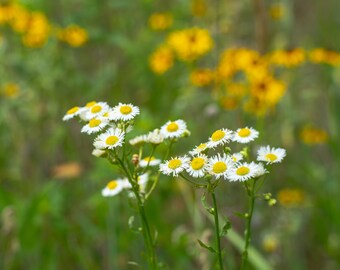 Yellow and white wild flowers