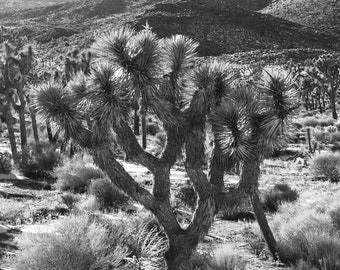 Joshua Tree National Park Joshua Trees Forest in desert black and white