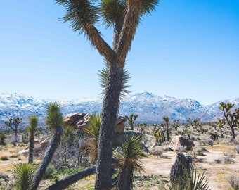 Joshua Tree National Park Joshua Trees large tree with mountain view