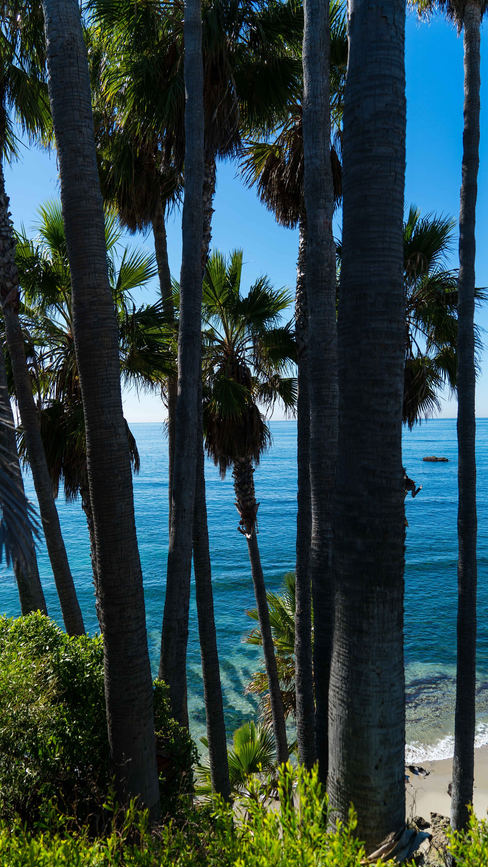 Laguna Beach private beach under cliffs thru palm trees