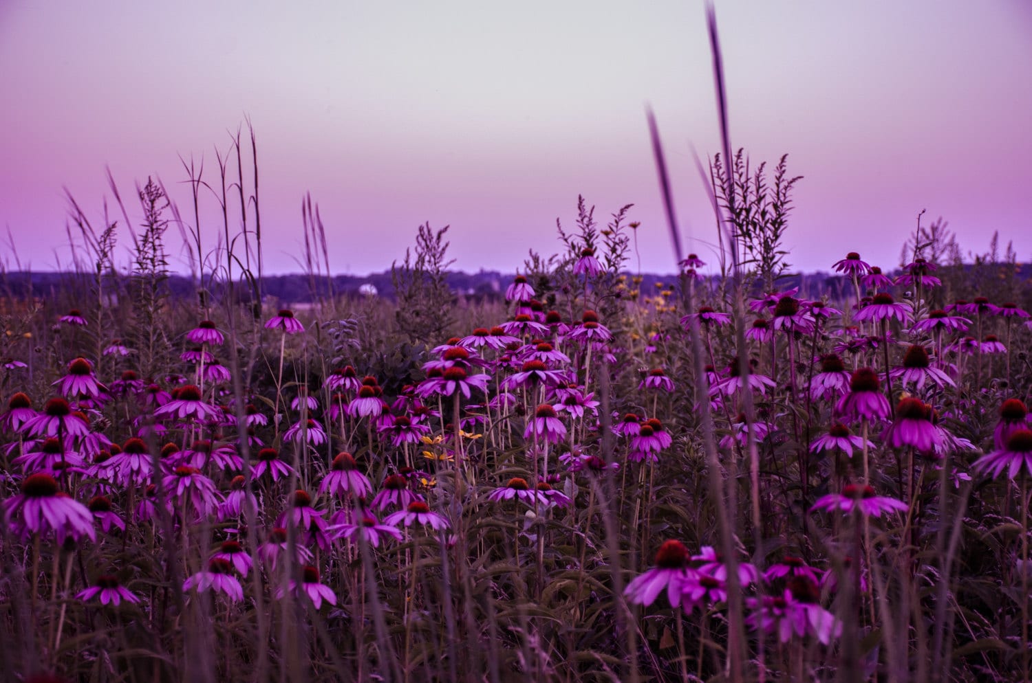 Wisconsin Flowers at Sunset Purple Meadow, Green Lake - Etsy