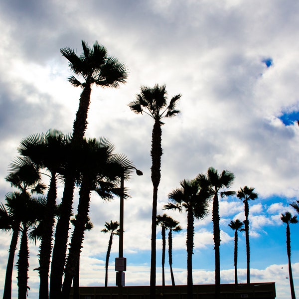 Palm trees at so cal beaches