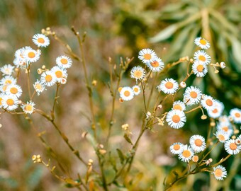 Mini wild white daisies