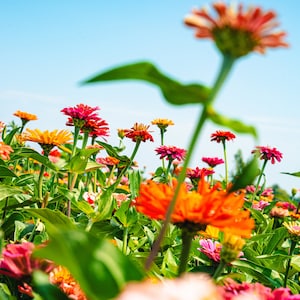 May include: A field of colorful zinnias in bloom, with a variety of shades of pink, orange, and red. The flowers are in focus, while the background is blurred.