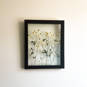 Framed Dried Pressed Daisies